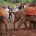 David-Sheldrick-Wildlife_tour3