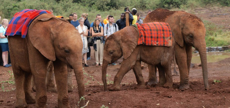 David-Sheldrick-Wildlife_tour3